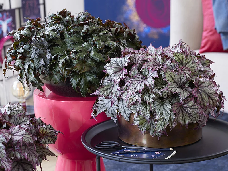 Twee bladbegonia's met verschillend blad op stijlvolle tafels in sfeervol interieur.