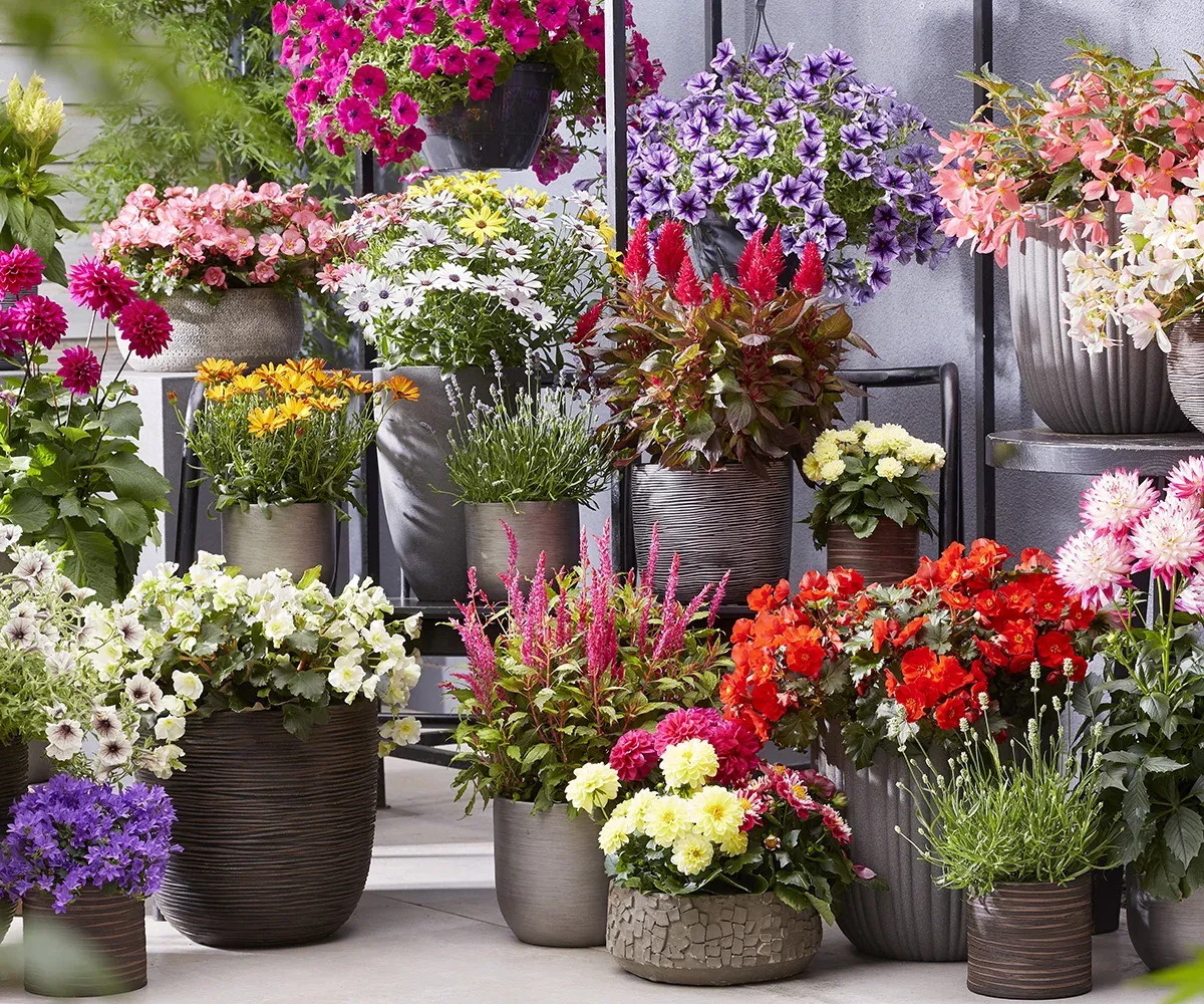 Diverse kleurrijke sierteeltplanten in potten uit de veredelingscollectie van Beekenkamp Ornamentals.