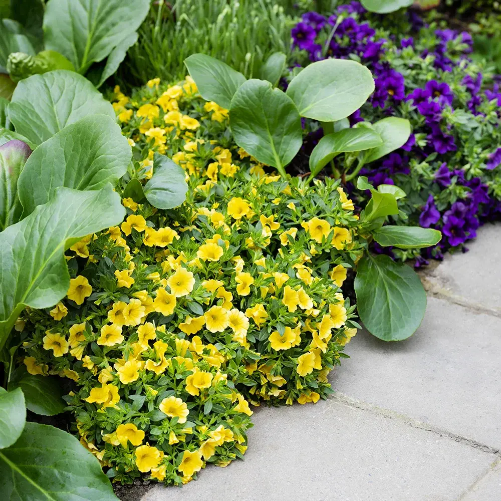 Geel- en paarsbloeiende Calibrachoa's geplant in tuinborder naast grote groene bladeren.