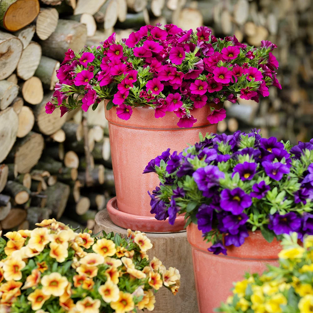 Drie terracotta potten met magenta, paarse en oranje calibrachoa's voor houtstapel.