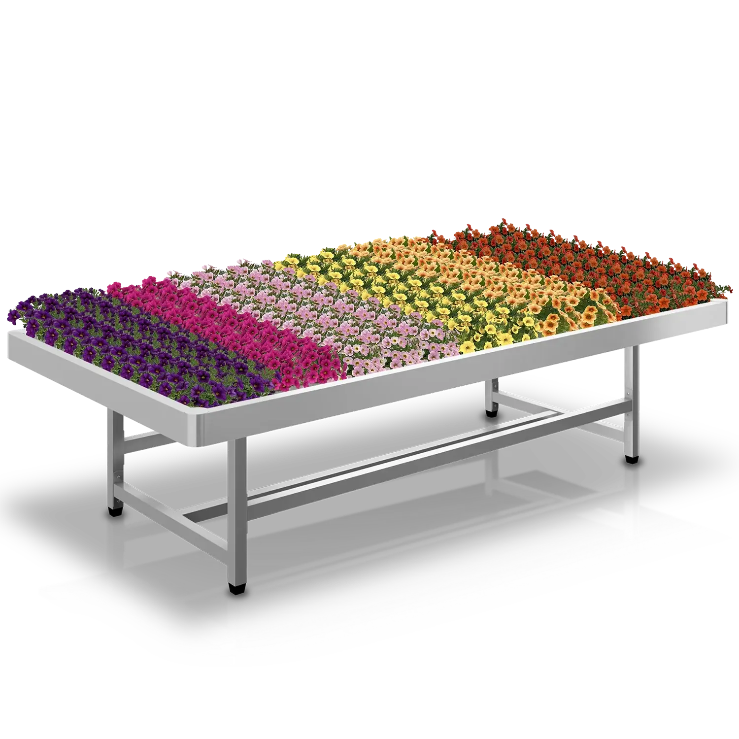 Tuincentrumtafel met rijen bloeiende Calibrachoa's in verschillende kleuren voor retailpresentatie.
