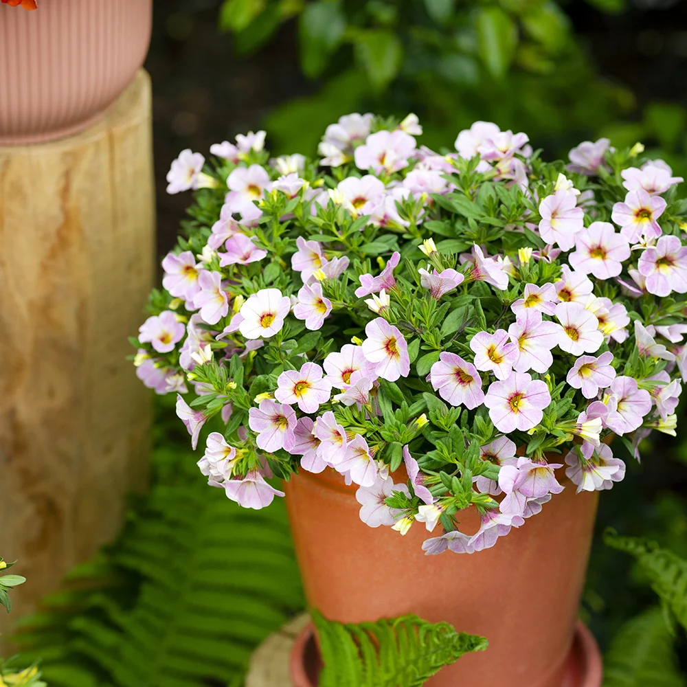 Terracotta pot met lichtroze Calibrachoa's met gele hartjes op houten sokkel in tuin.