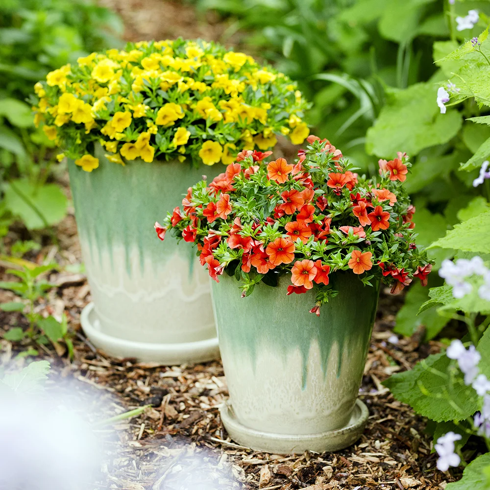 Groene keramieke potten met gele en rood-oranje bloeiende Calibrachoa's op mulch in tuin.