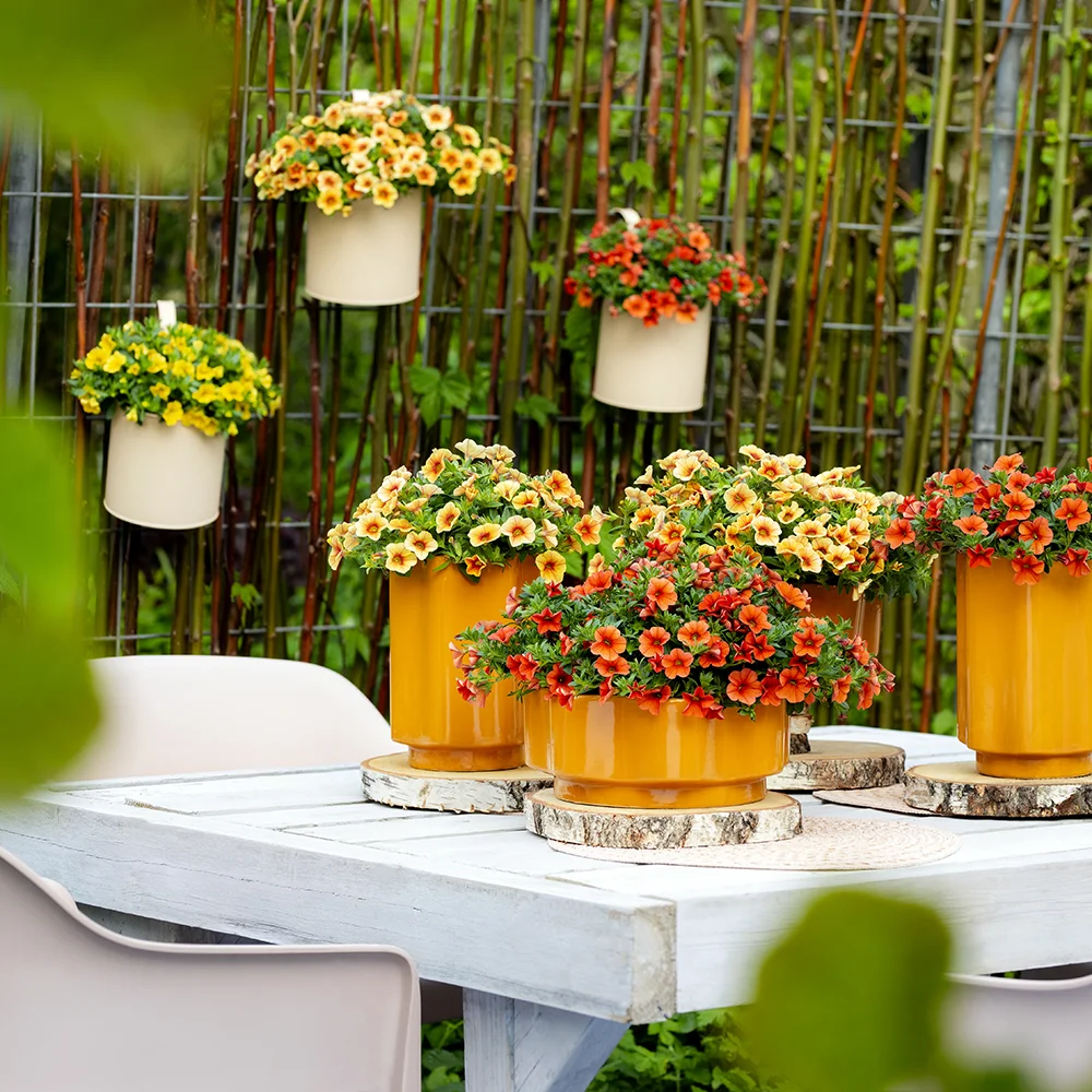 Oranje potten met feloranje en gele bloeiende Calibrachoa's op witte tafel in tuin.