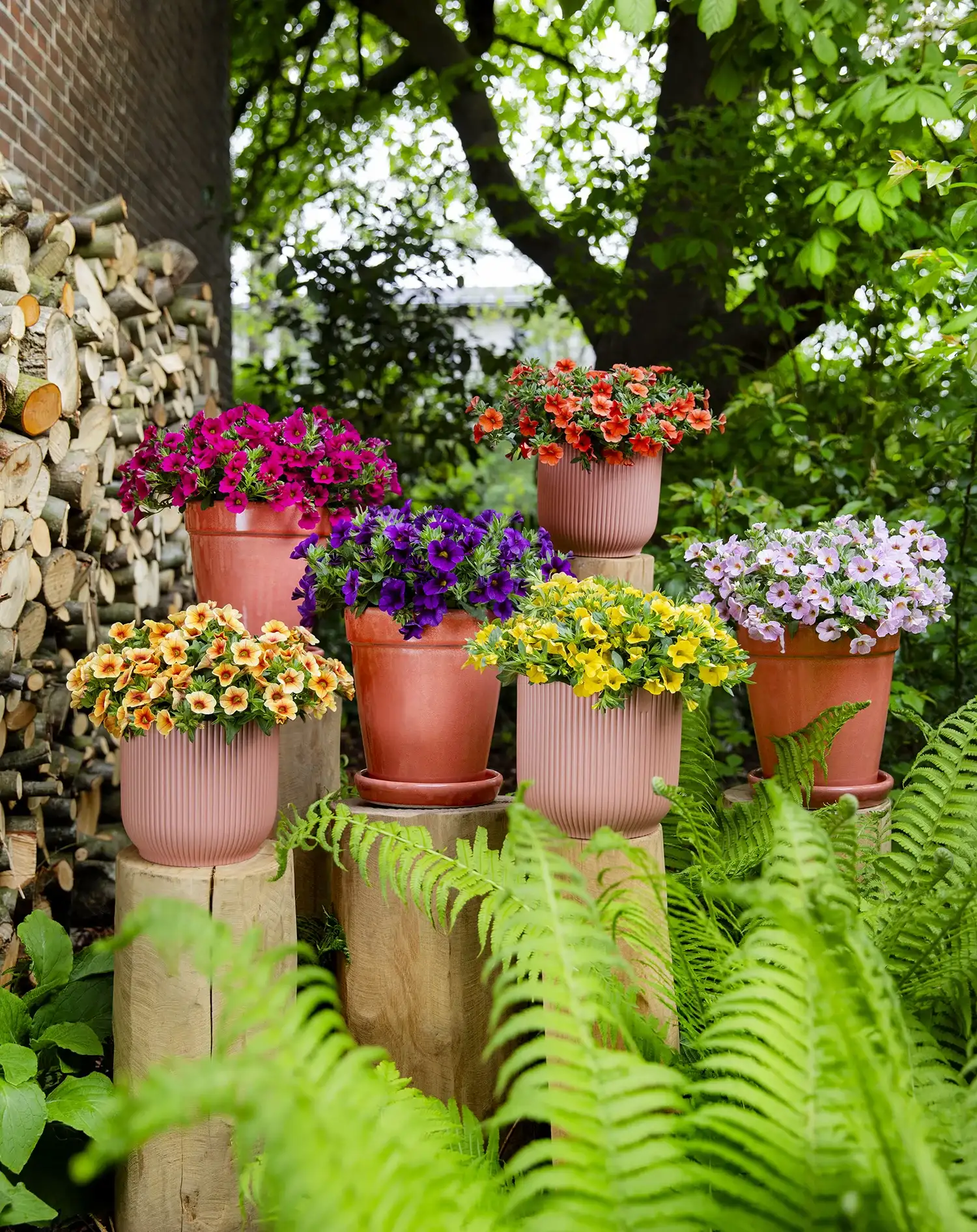 Potten met kleurrijke Calibrachoa's op houten standaards in tuin met houtstapel en groen.
