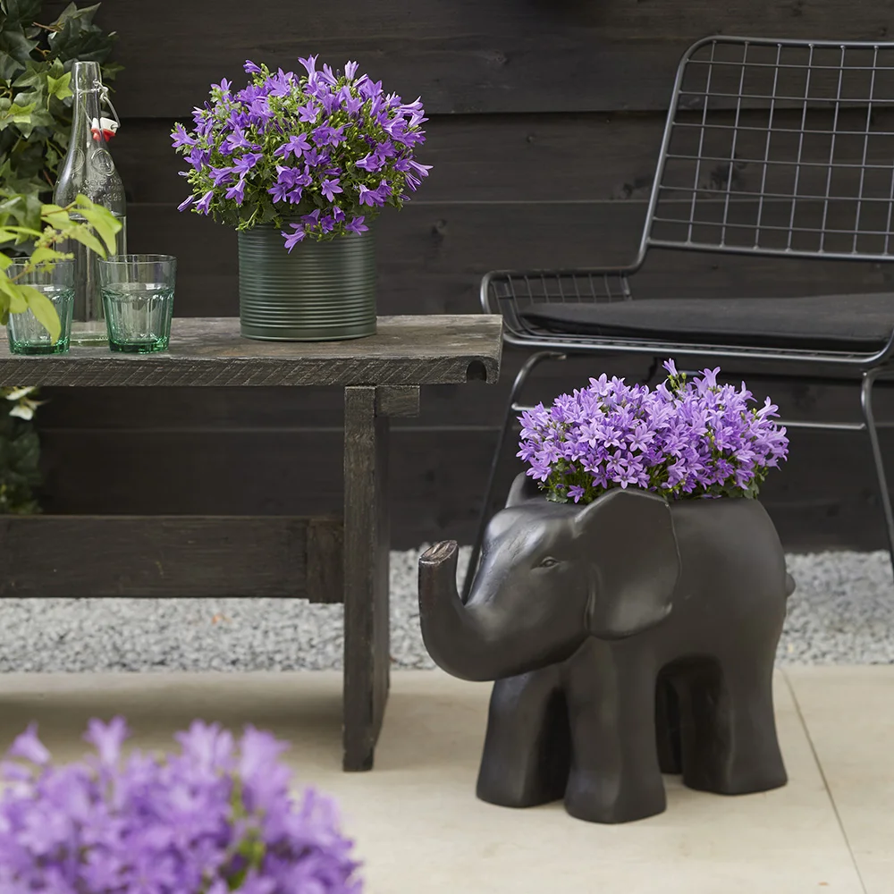 campanula-campala-achtertuin Campanula Campala in olifantvormige pot en metalen container in achtertuinsetting.