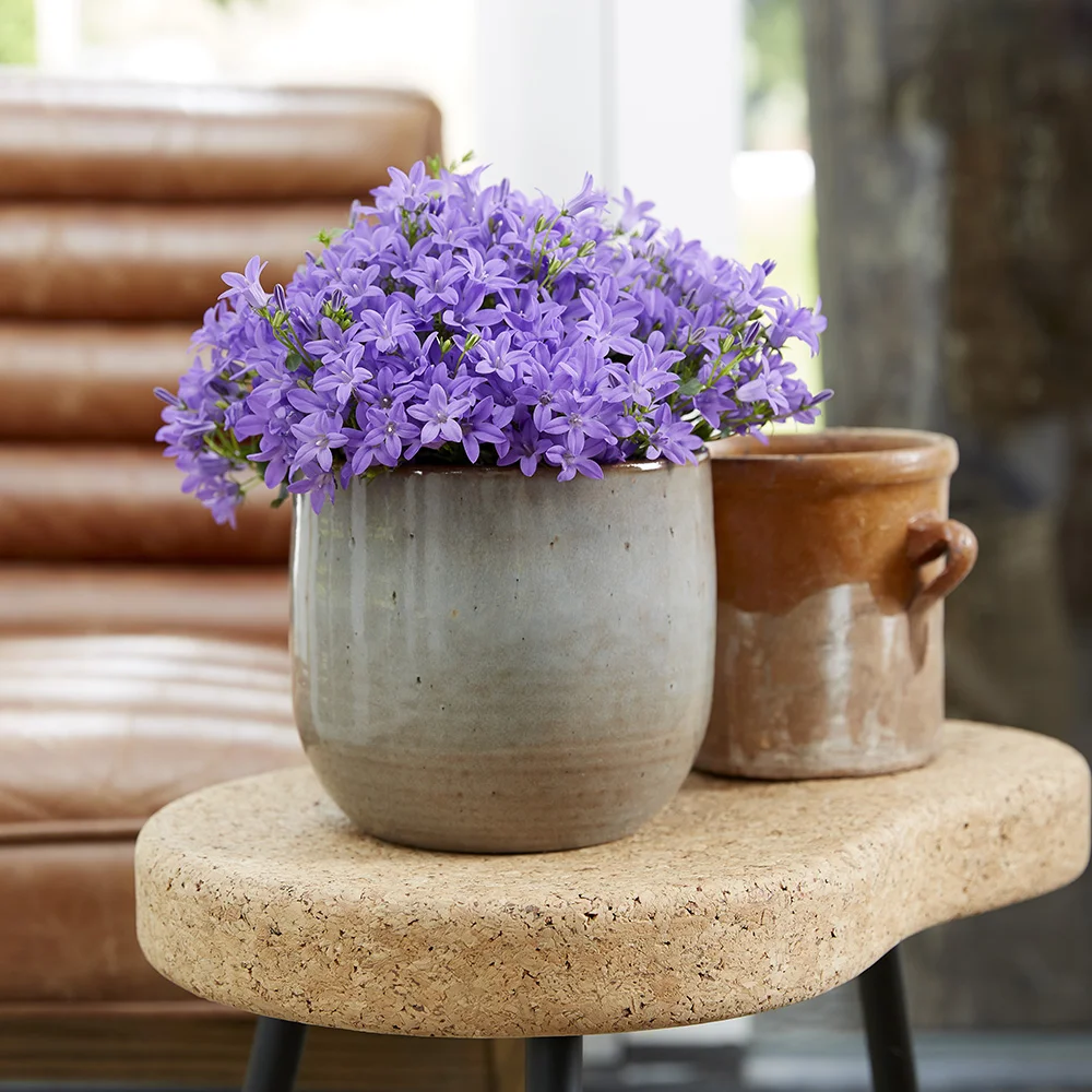 campanula-campala-indoor-iris Campanula Campala in pot op tafel met leren stoel op de achtergrond in huis.