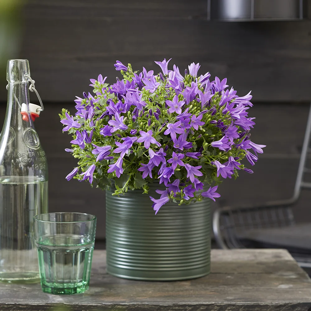 campanula-campala-outdoor-iris Close-up van Campanula Campala in groene container met glazen en fles in achtertuin.