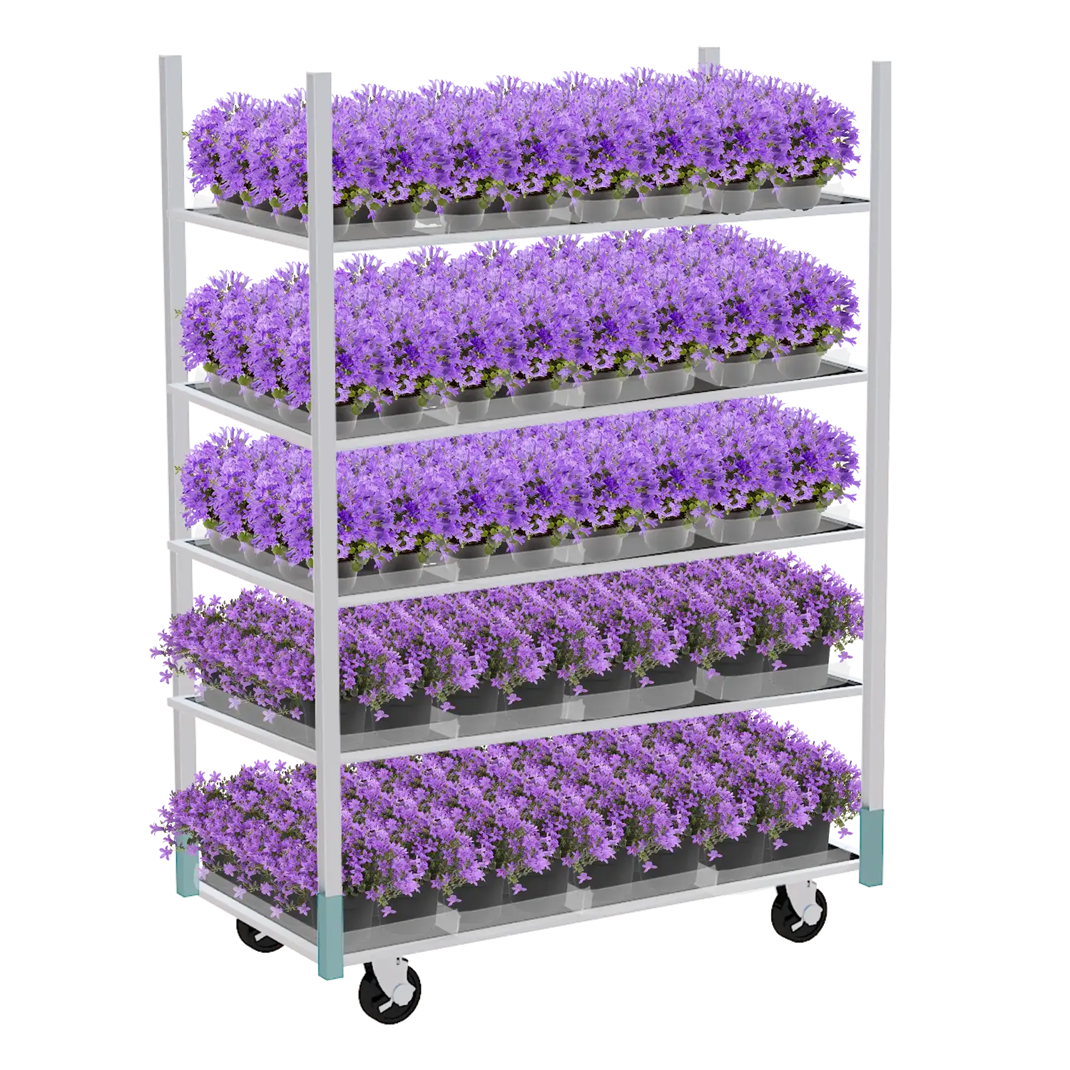 Deense kar met meerdere lagen bloeiende paarse campanula campala's voor retailpresentatie.