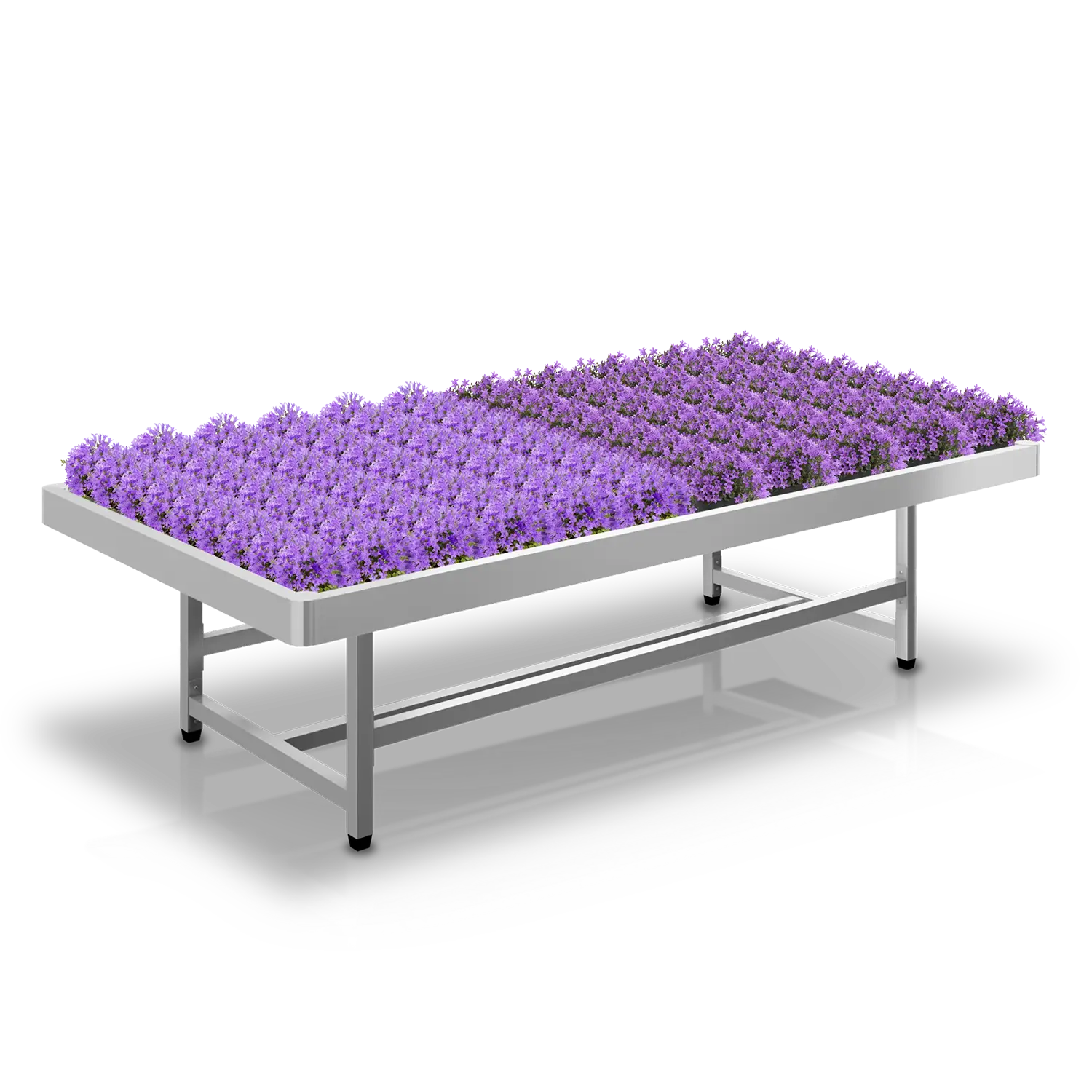 Tuincentrumtafel met rijen bloeiende campanula's in voor retailpresentatie.