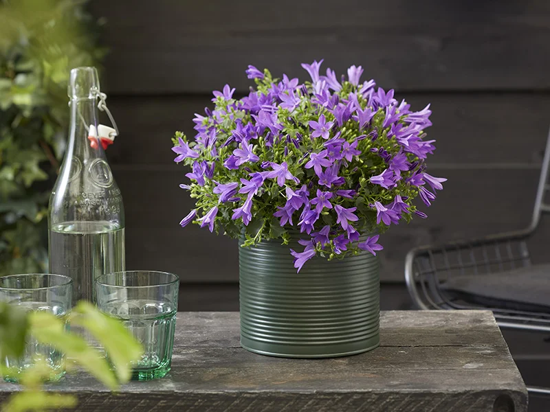 Campanula Campala in groen metalen pot op houten tafel in tuin.