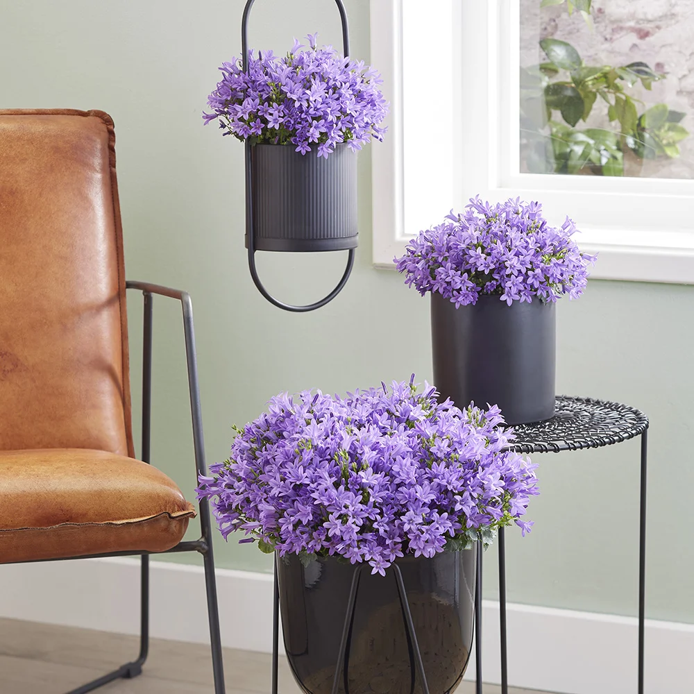 campunala-campala-indoor-mila Drie zwarte potten met Campanula Campala op verschillende hoogtes in een interieur met leren meubels.