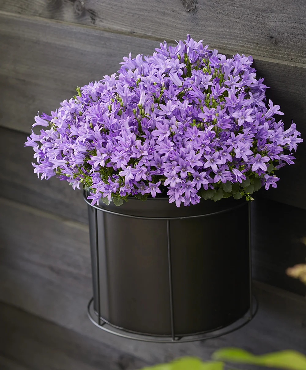 campunala-campala-outdoor-mila Campanula Campala in zwarte wandpot bevestigd aan buitenmuur.