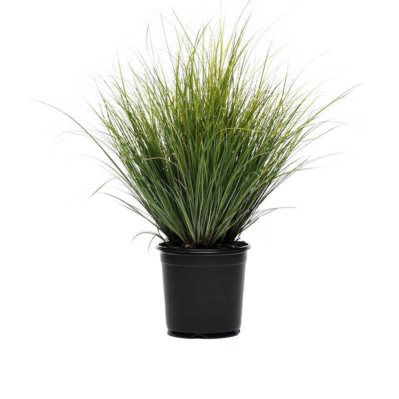 Carex plant met lange, smalle groene bladeren in zwarte pot.
