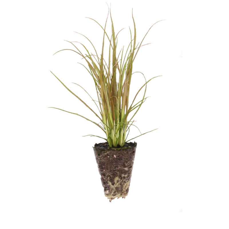 Jonge carex plant uit het assortiment van Beekenkamp Ornamentals