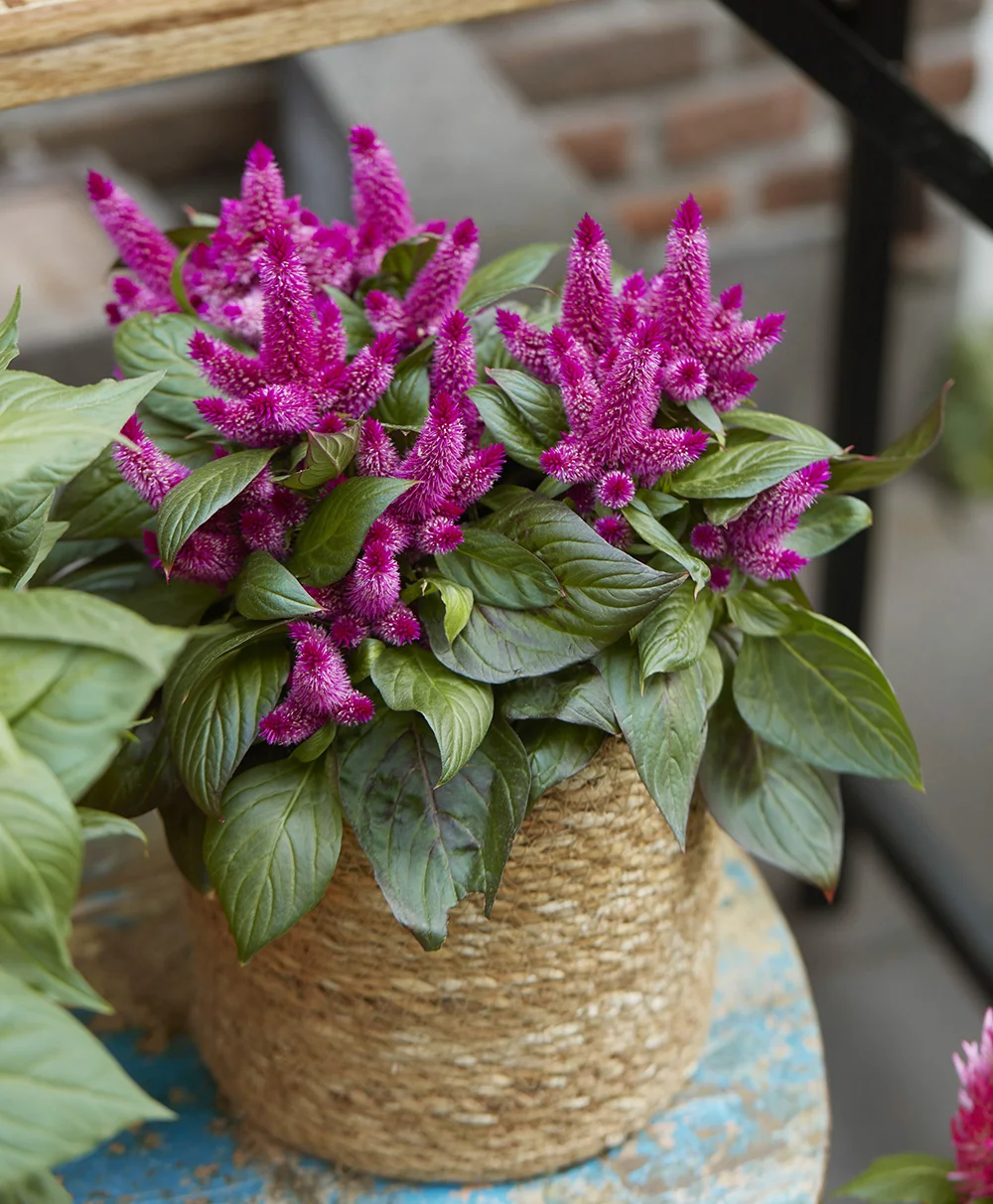 celosia-kelos-atomic-violet Celosia Kelos Atomic Violet in mandvormige pot op blauwe tafel – close-up van paarse bloemen.