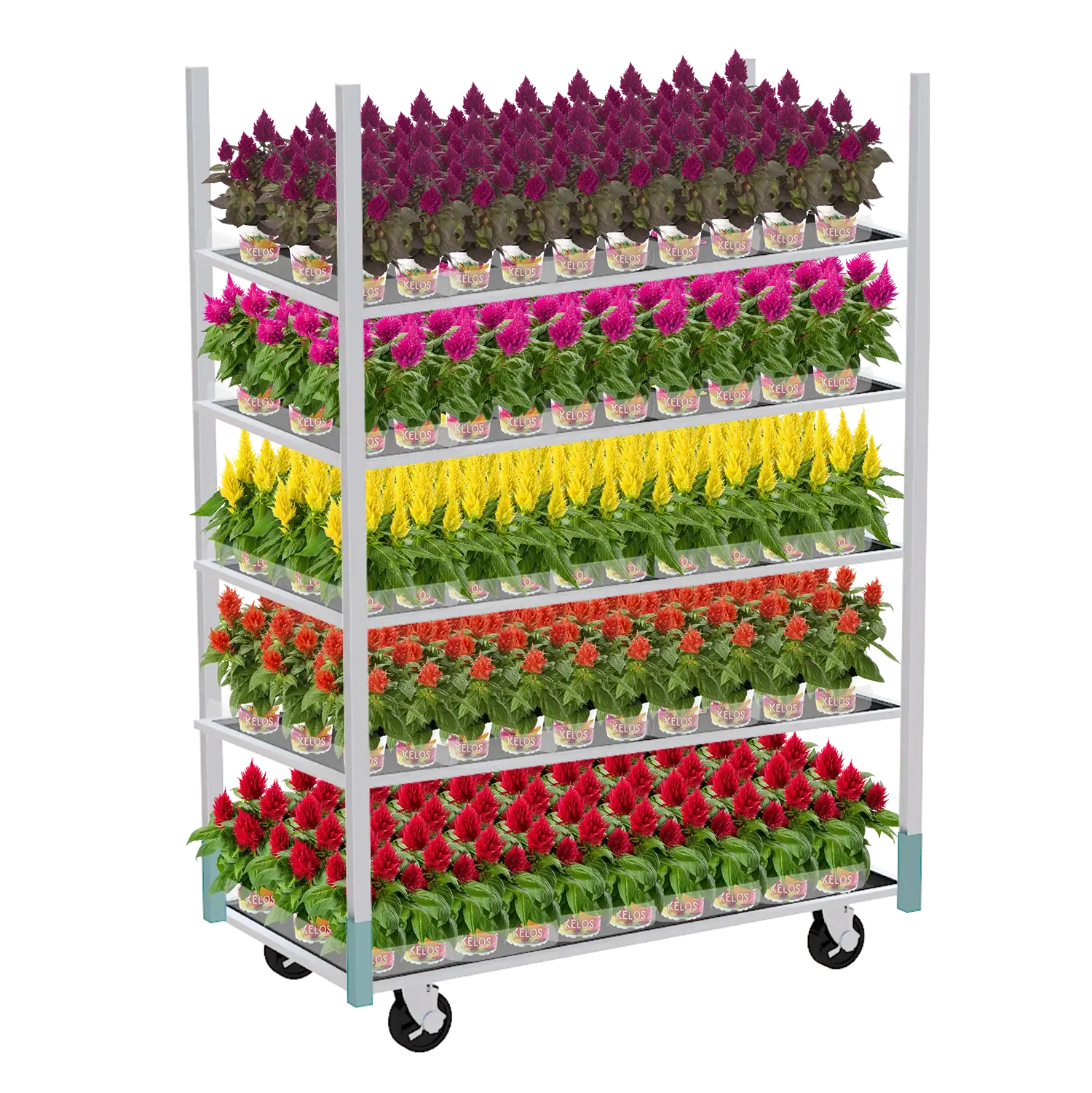 Deense kar met vier lagen gevuld met bloeiende celosia's in verschillende kleuren voor retailpresentatie.