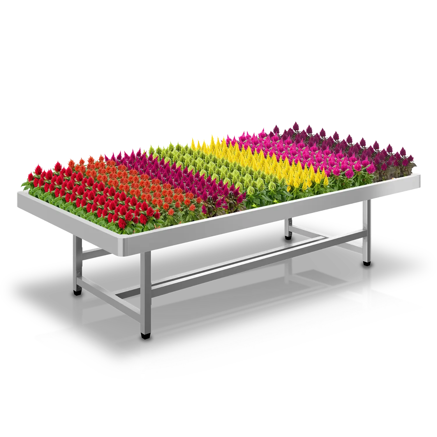 Tuincentrumtafel met rijen bloeiende celosia's in verschillende kleuren voor retailpresentatie.
