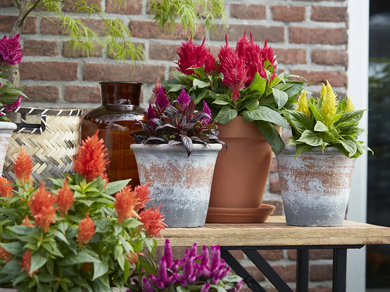 Celosia Kelos mix van kleuren in potten – sfeervolle buitenpresentatie tegen bakstenen muur.