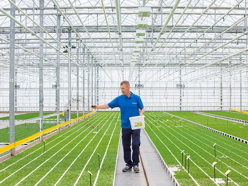 gewasbescherming-uitstrooien-kas Persoon die door de kas met jonge planten loopt en gewasbescherming strooit.