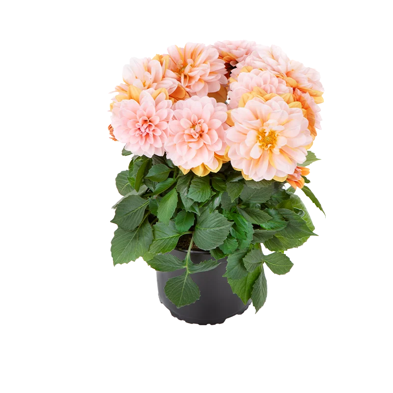 LaBella Dahlia met zachtroze boemen in pot met groen blad.