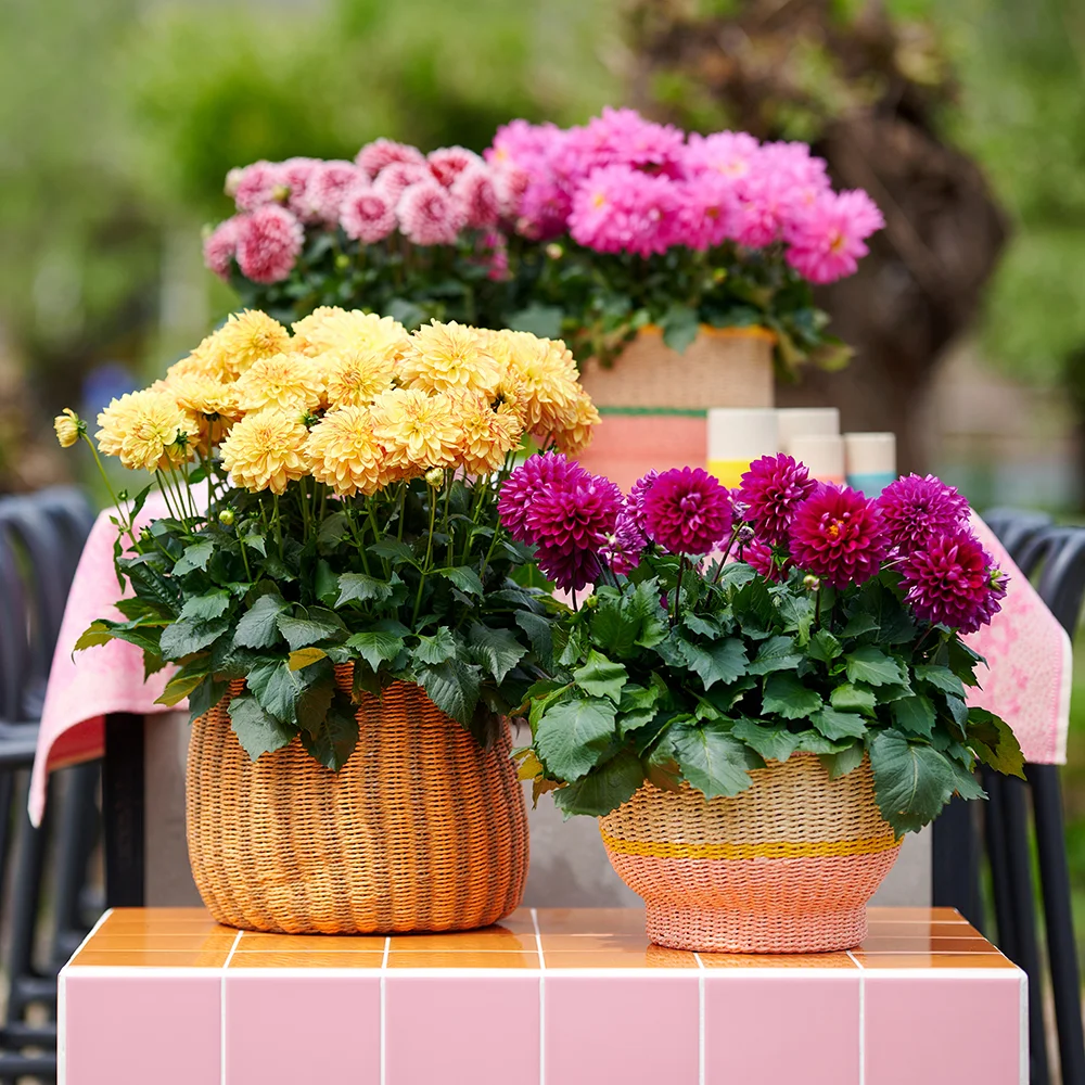 LaBella Dahlia - Beekenkamp Ornamentals