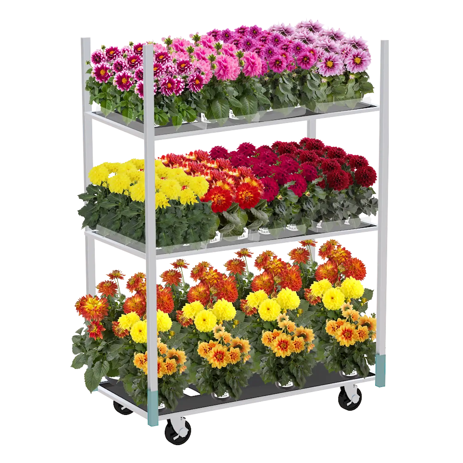 Deense kar met drie lagen gevuld met bloeiende dahila's in verschillende kleuren voor retailpresentatie.