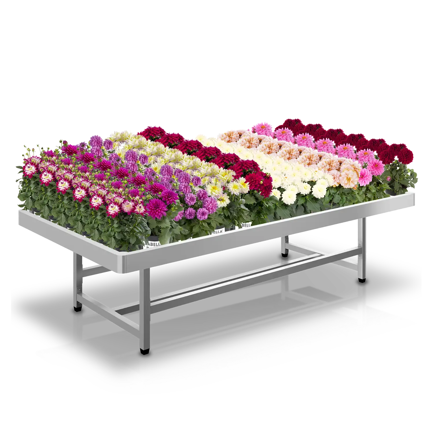 Tuincentrumtafel met rijen bloeiende dahlia's in verschillende kleuren voor retailpresentatie.