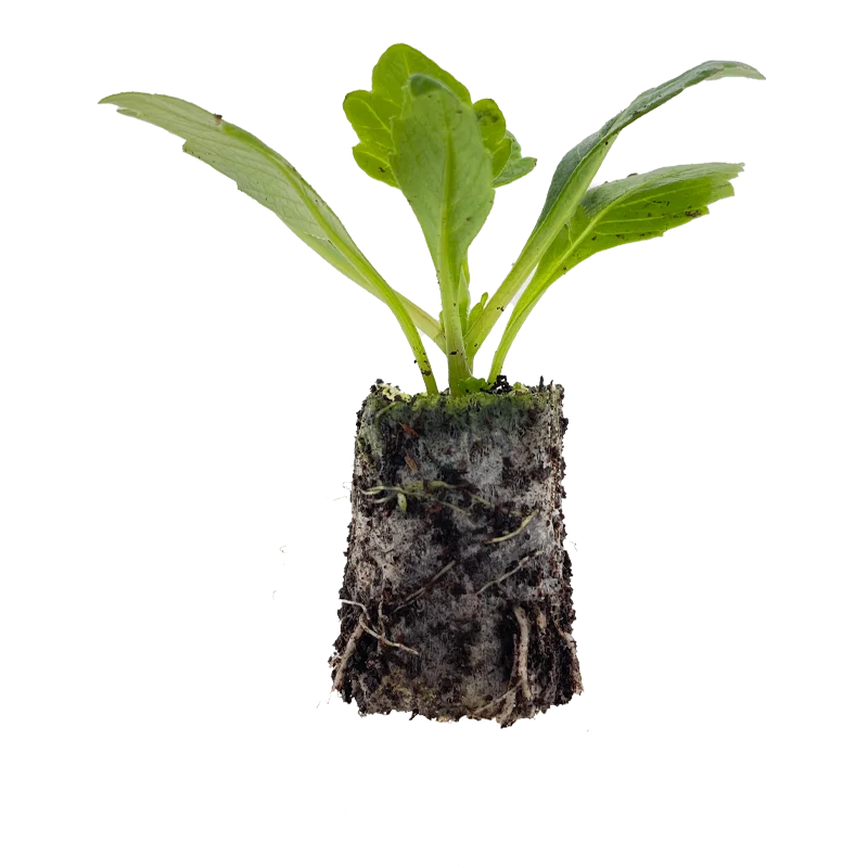 Jonge plant van LaBella Dahlia uit het assortiment van Beekenkamp Ornamentals