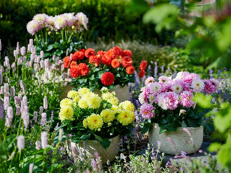 LaBella Dahlia in diverse kleuren – sfeervolle buitenpresentatie tussen groene planten.