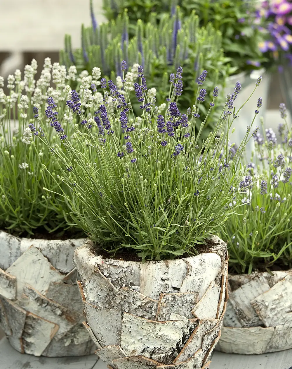 lavandula-aromance-collectie