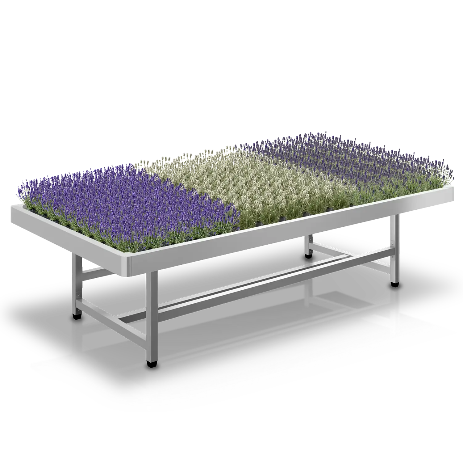 Tuincentrumtafel met rijen bloeiende lavendels in verschillende kleuren voor retailpresentatie.