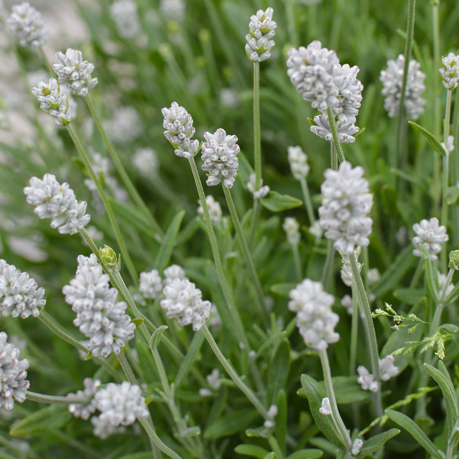 lavandula-aromance-white Close-up van witte Lavandula Aromance.