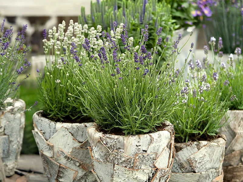 Lavandula Aromance in paarse en witte bloemen – gepresenteerd in rustieke potten.