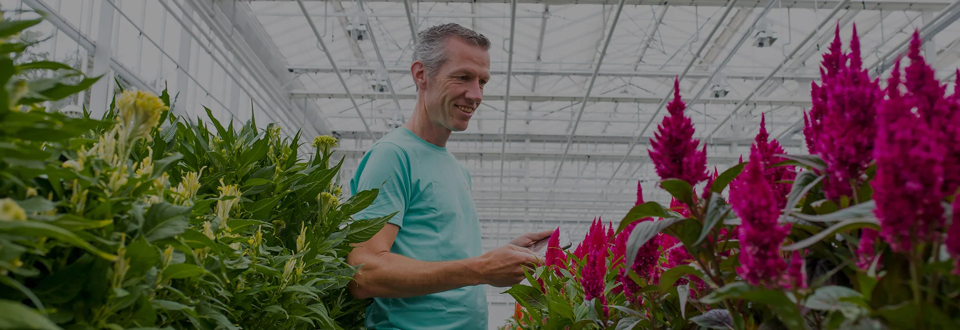 Medewerker in kas van Beekenkamp Ornamentals tussen bloeiende planten in veredeling.