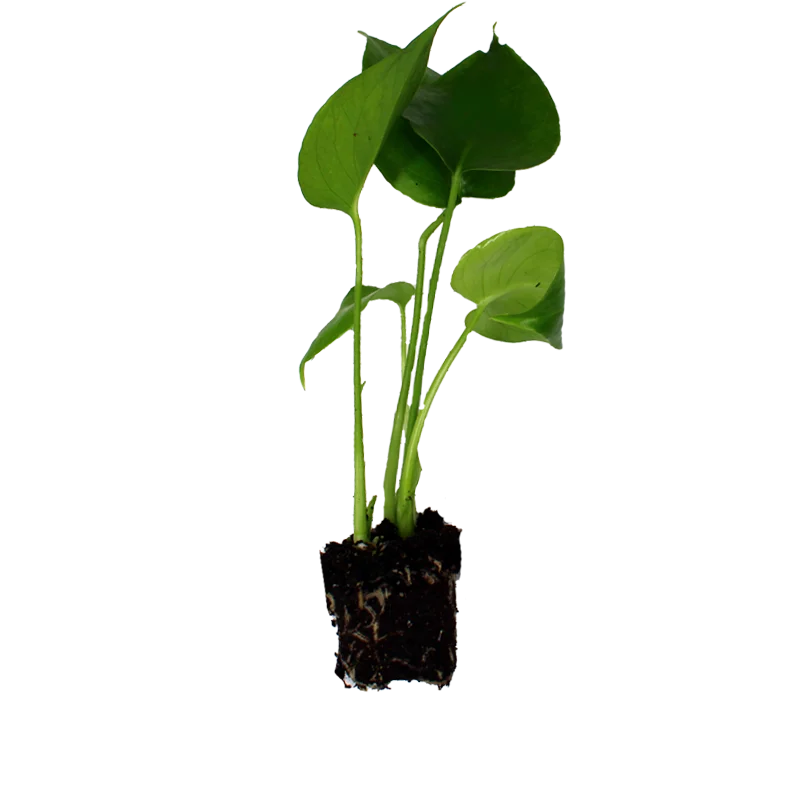 Jonge monstera plant uit het assortiment van Beekenkamp Ornamentals