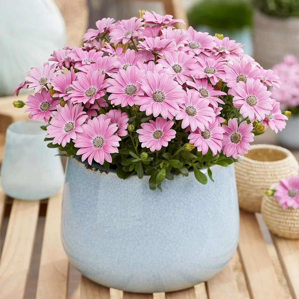osteospermum-sunny-galina Lichtroze Osteospermum Sunny plant in pot op houten tafel met kleine vazen en kaarsen.