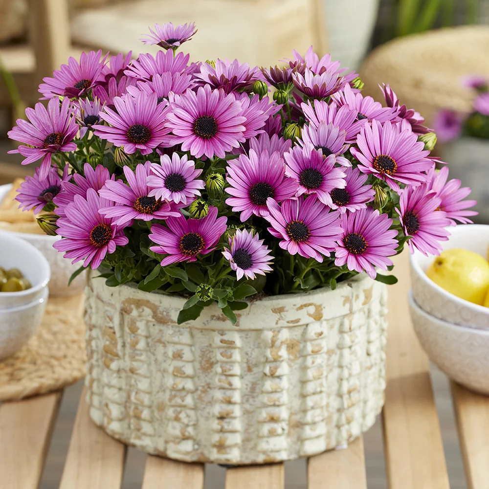 osteospermum-sunny-haylie Pot met een roze-paarse Osteospermum Sunny plant op houten tafel met decoratieve kommen.