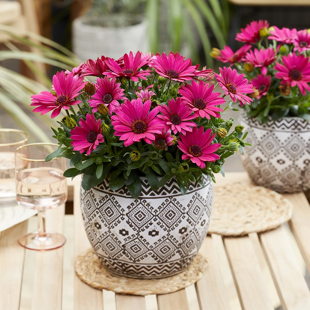 osteospermum-sunny-kylie Felroze Osteospermum Sunny plant in zwart-wit keramieken pot naast soortgelijke arrangementen.