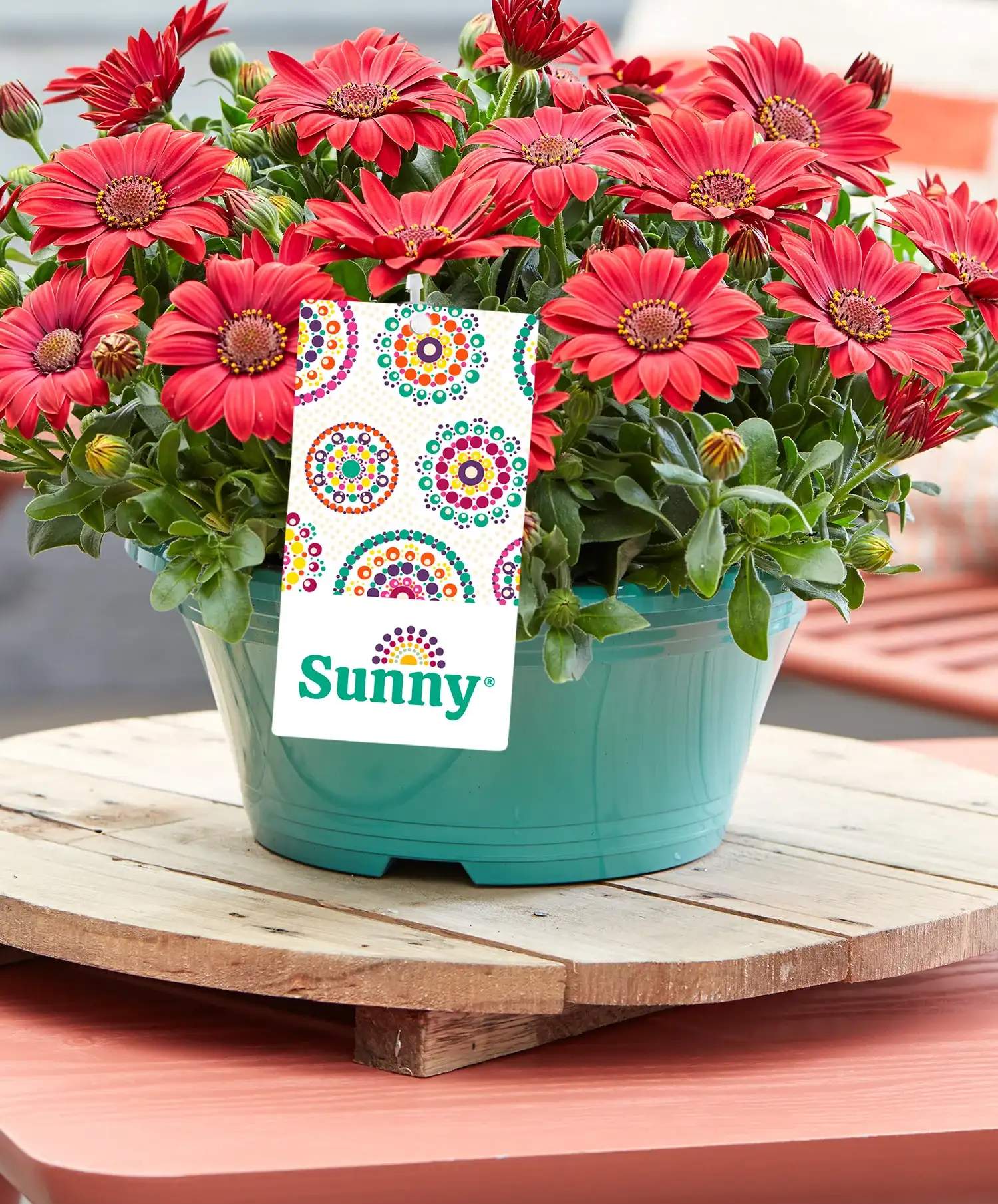 osteospermum-sunny-met-label Rode Osteospermum Sunny bloemen in pot met zichtbaar Sunny-label, geschikt voor retailpresentatie.