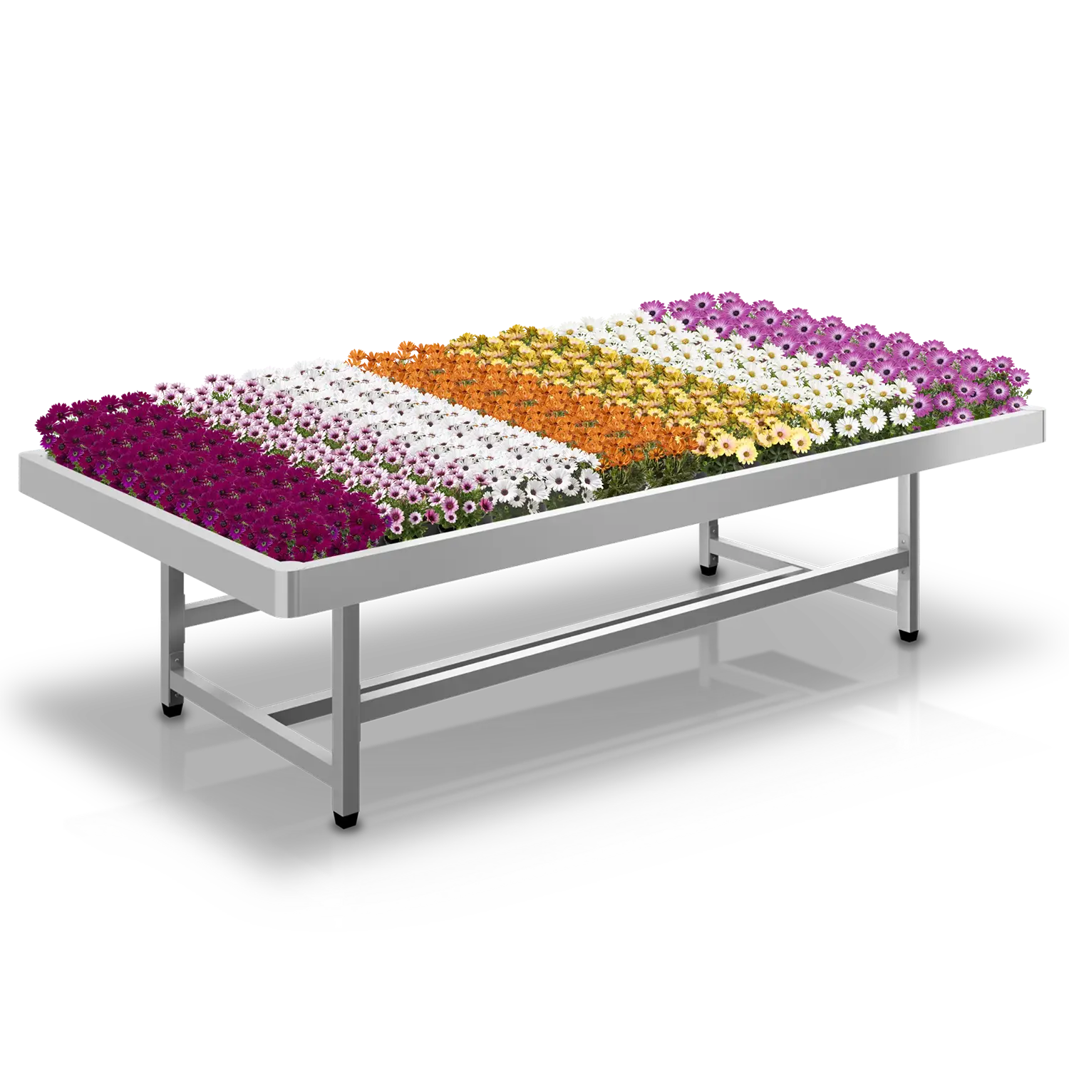 Tuincentrumtafel met rijen bloeiende osteospermums in verschillende kleuren voor retailpresentatie.