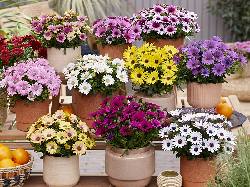 Osteospermum Sunny collecite in diverse kleuren zoals roze, wit, geel, paars en rood in potten op houten tafel.