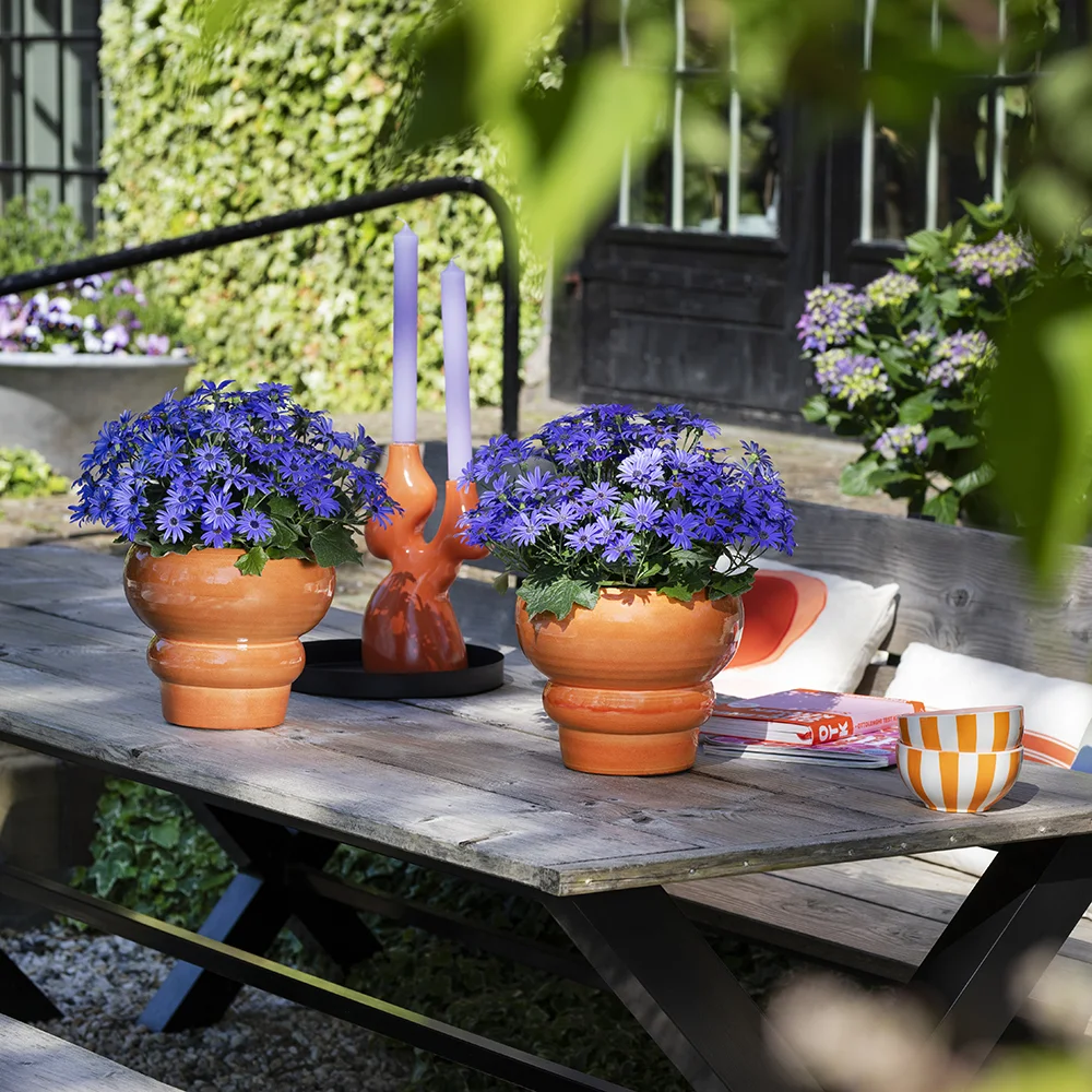 pericallis-pop-bang-blue Blauw-paarse Pericallis POP planten in oranje potten op houten tafel met kaarsen en decoratie.