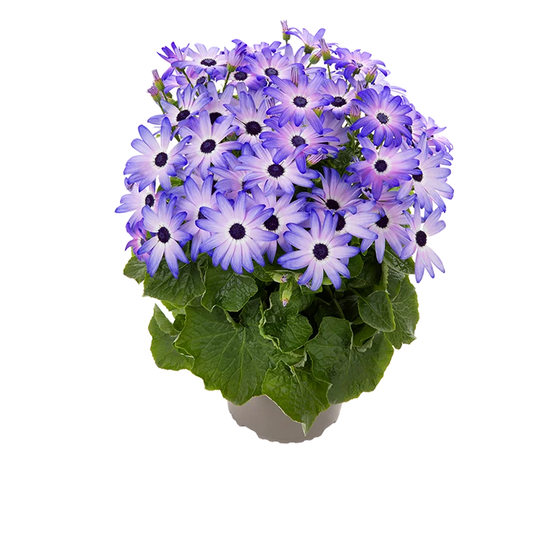 Pericallis POP met paarse bloemen en donker hart in pot met groen blad.