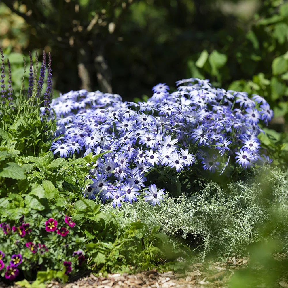 pericallis-pop-crushed-lilac Lichtblauwe Pericallis POP planten in volle bloei in tuinborder tussen andere tuinplanten.