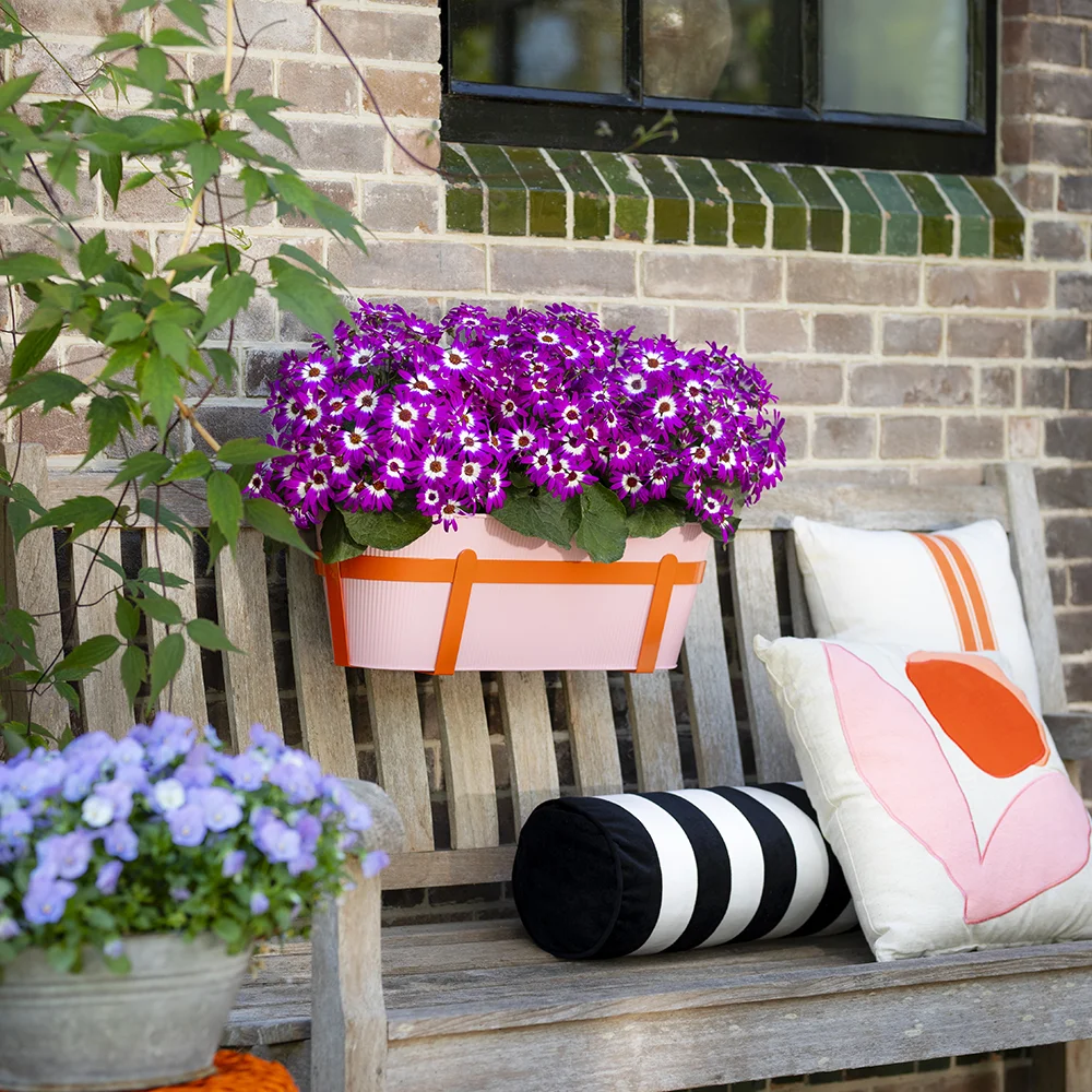 pericallis-pop-flashy-fuchsia Fuchsia Pericallis POP bloemen in oranje pot op bank met sierkussens tegen bakstenen muur.