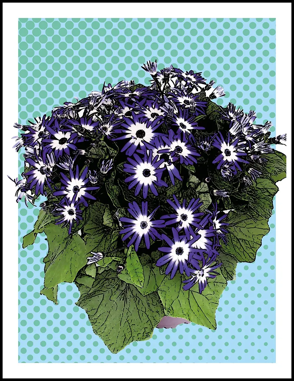 pericallis-pop-illustratie-ready-royal Illustratieve weergave van paarse met witte Pericallis POP plant op blauwe stippenachtergrond
