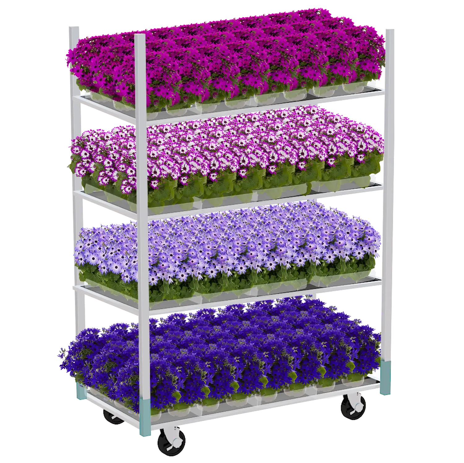 Deense kar met vier lagen gevuld met bloeiende pericalissen in verschillende kleuren voor retailpresentatie.