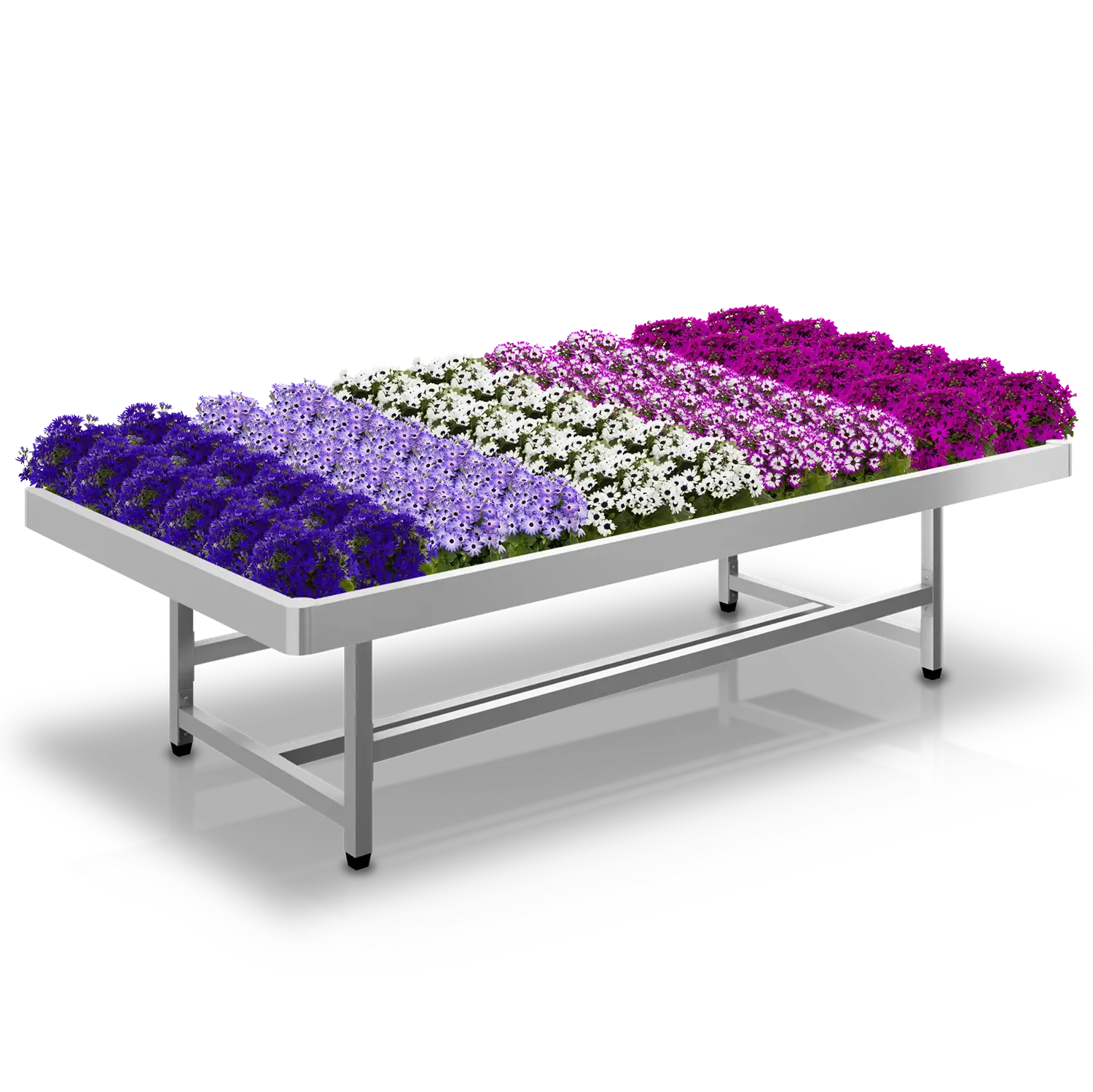 Tuincentrumtafel met rijen bloeiende pericallissen in verschillende kleuren voor retailpresentatie.