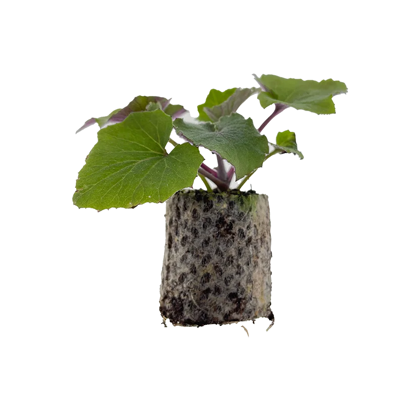 Jonge plant van Pericallis POP uit het assortiment van Beekenkamp Ornamentals